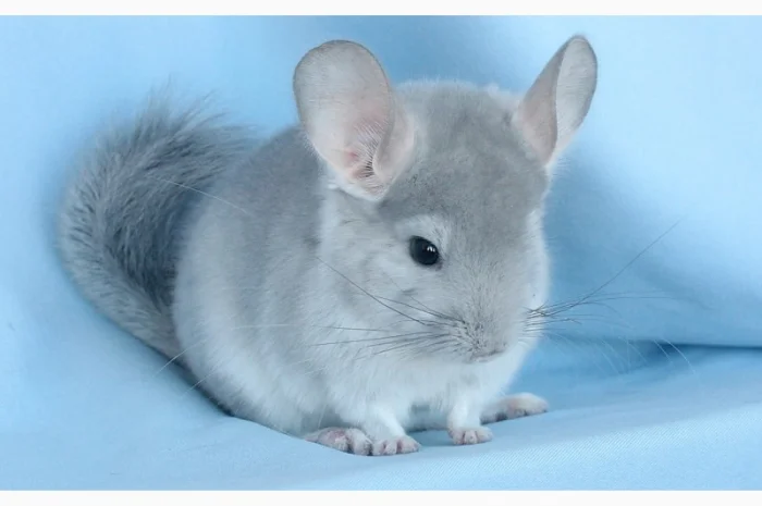 Шиншила блакитний діамант- фото № 5