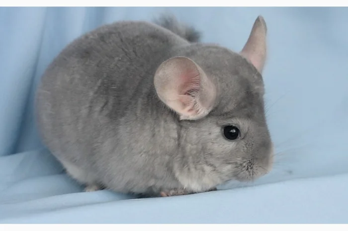 Шиншила блакитний діамант- фото № 6