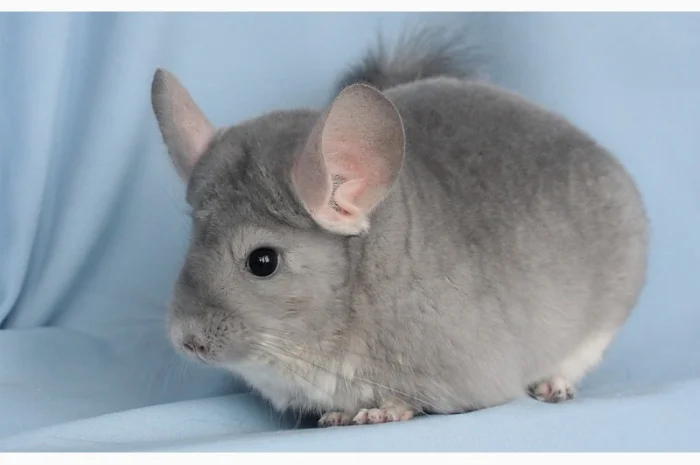 Шиншила блакитний діамант- фото № 7