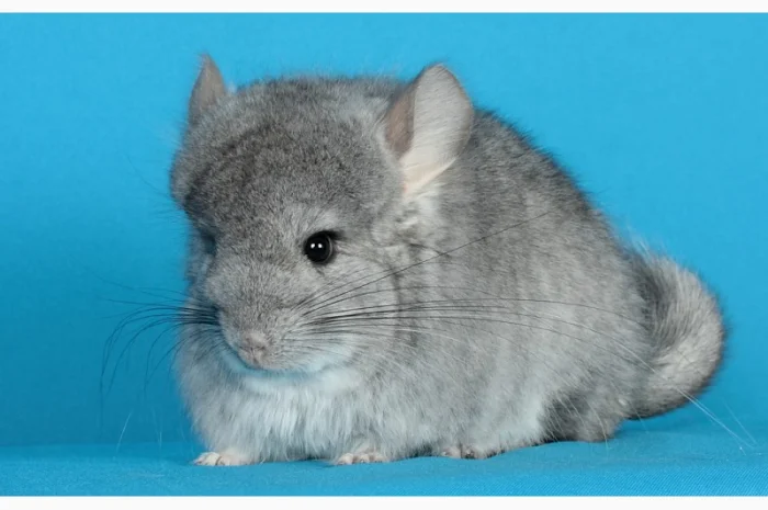 Хлопчик шиншила стандартна Ангора- фото № 1