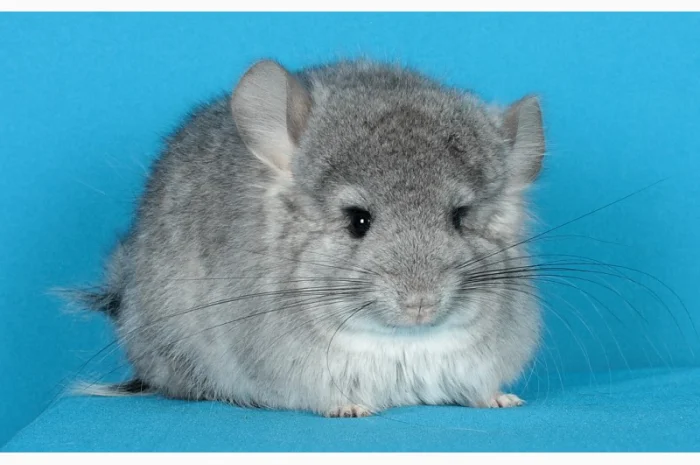 Хлопчик шиншила стандартна Ангора- фото № 3