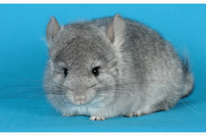 Хлопчик шиншила стандартна Ангора- фото № 4