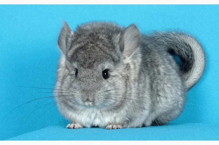 Маленький ангорський хлопчик шиншилка- фото № 2