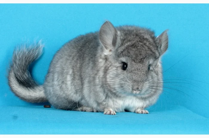 Маленький ангорський хлопчик шиншилка- фото № 3