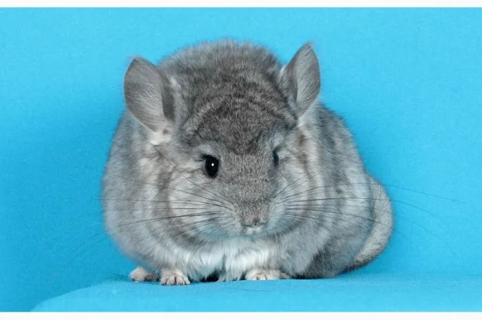 Маленький ангорський хлопчик шиншилка- фото № 4