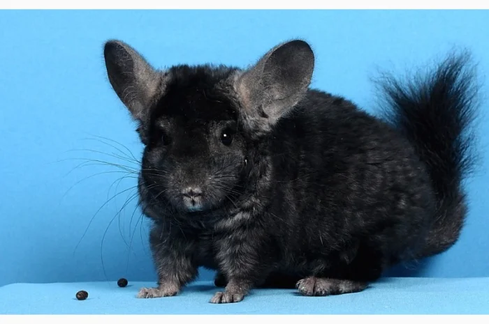 Шиншила хлопчик темний ебоні- фото № 2