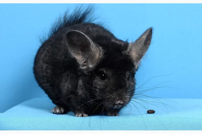 Шиншила хлопчик темний ебоні- фото № 3