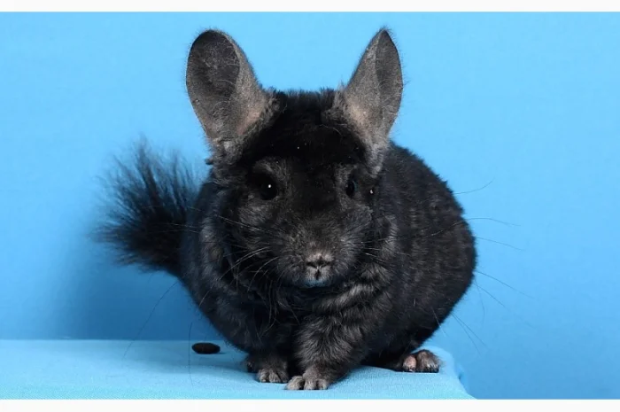 Шиншила хлопчик темний ебоні- фото № 4
