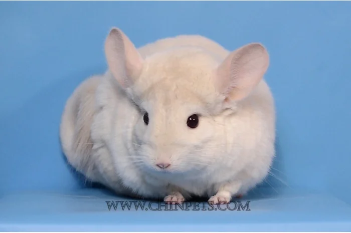 Хлопчик шиншила голдбар- фото № 2