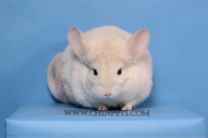 Хлопчик шиншила голдбар- фото № 3