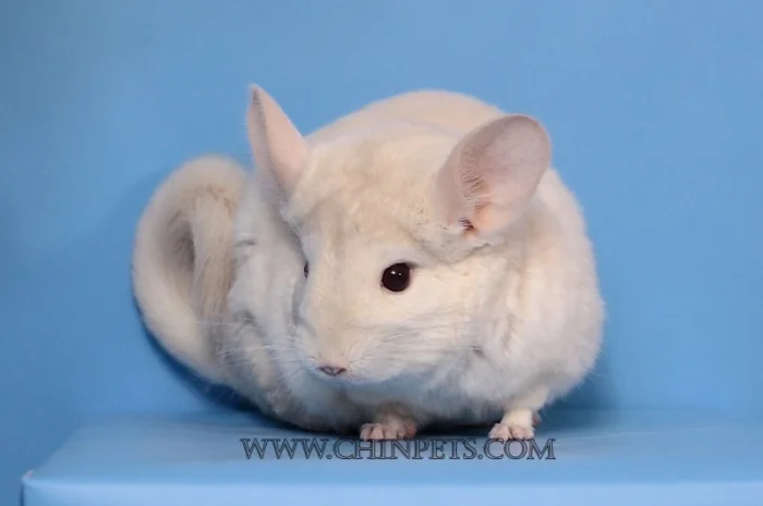 Хлопчик шиншила голдбар- фото № 4