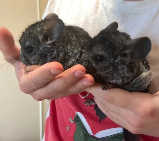 Шиншили дитинчата. Дві дівчинки- фото № 1