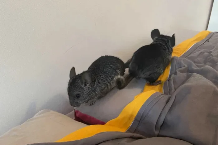 Шиншили дитинчата. Дві дівчинки- фото № 2