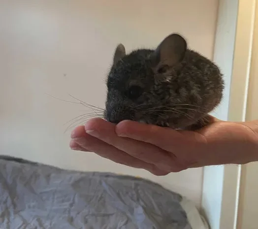 Шиншили дитинчата. Дві дівчинки- фото № 4