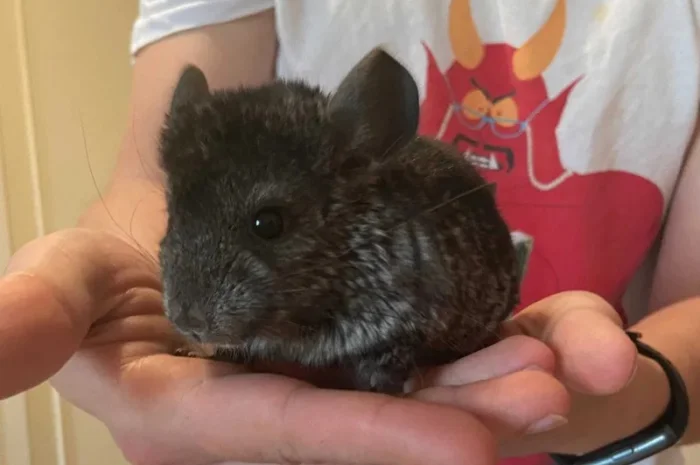 Шиншили дитинчата. Дві дівчинки- фото № 5