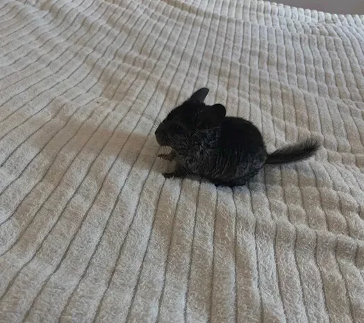 Шиншили дитинчата. Дві дівчинки- фото № 6