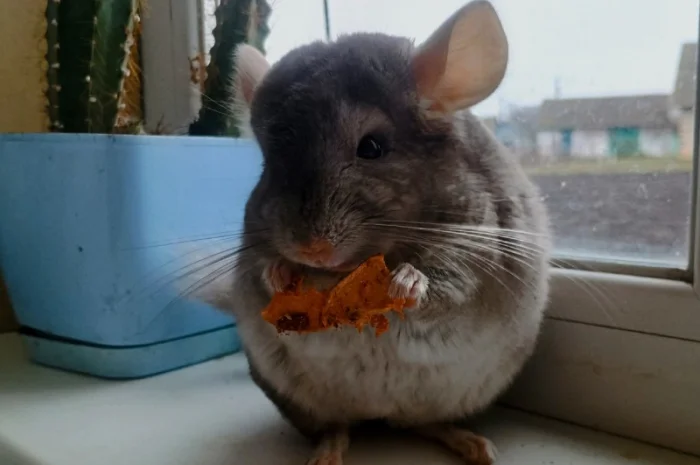 Продам шиншилу- фото № 1