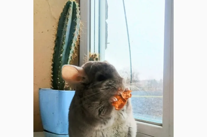 Продам шиншилу- фото № 2