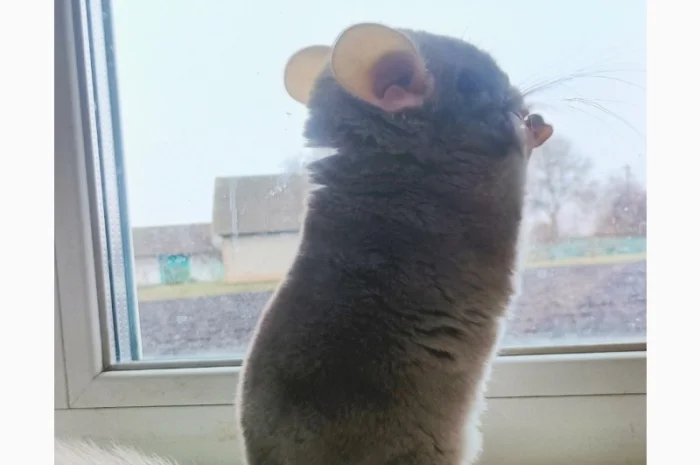 Продам шиншилу- фото № 3