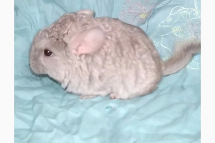 Шиншила дівчинка бежева носійка ангори- фото № 1