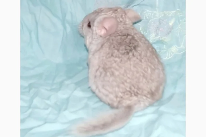 Шиншила дівчинка бежева носійка ангори- фото № 2