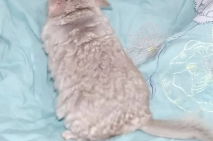 Шиншила дівчинка бежева носійка ангори- фото № 3