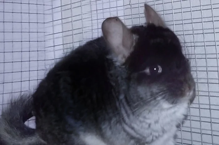 Шиншилла чорний бархат носій ангори- фото № 1