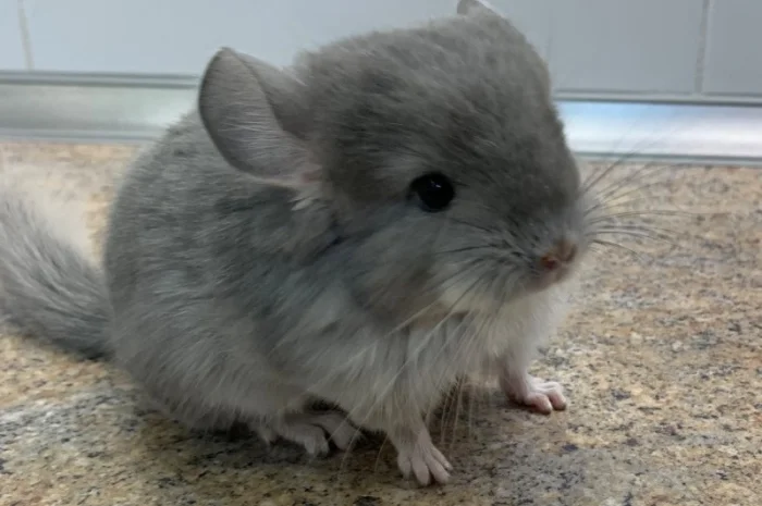 Шиншилла фиолетовая 100% ангора, девочка- фото № 2