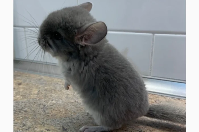 Шиншила фіолетова 100% ангора з родоводом- фото № 3