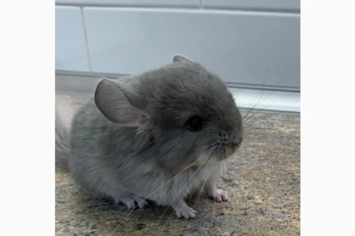 Шиншилла фиолетовая 100% ангора, девочка- фото № 3