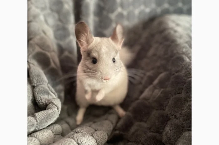 Шиншилка шукає дім- фото № 1