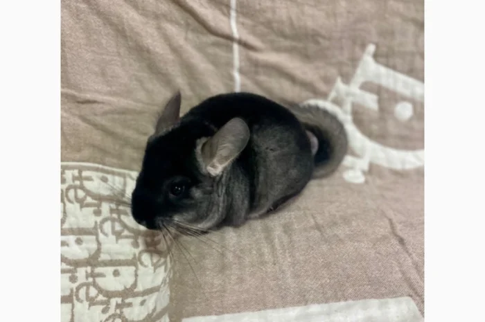 Шиншилка шукає дім- фото № 3