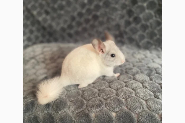 Шиншилка шукає дім- фото № 4