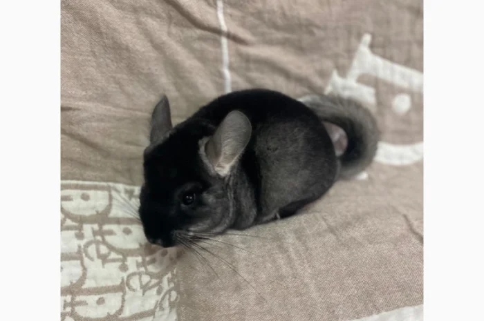 Шиншилка шукає дім- фото № 5