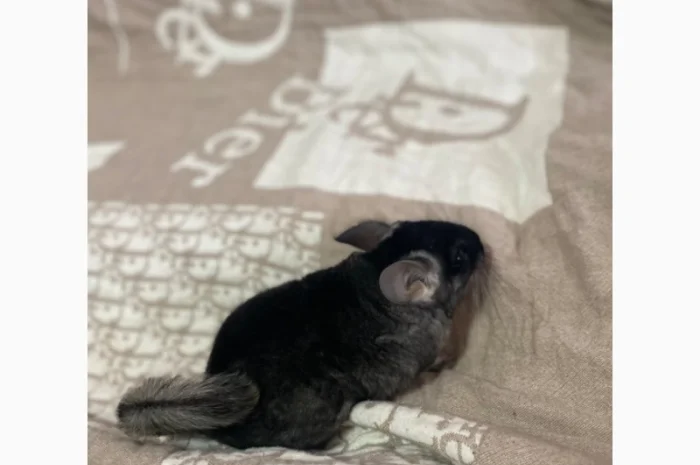 Шиншилка шукає дім- фото № 6