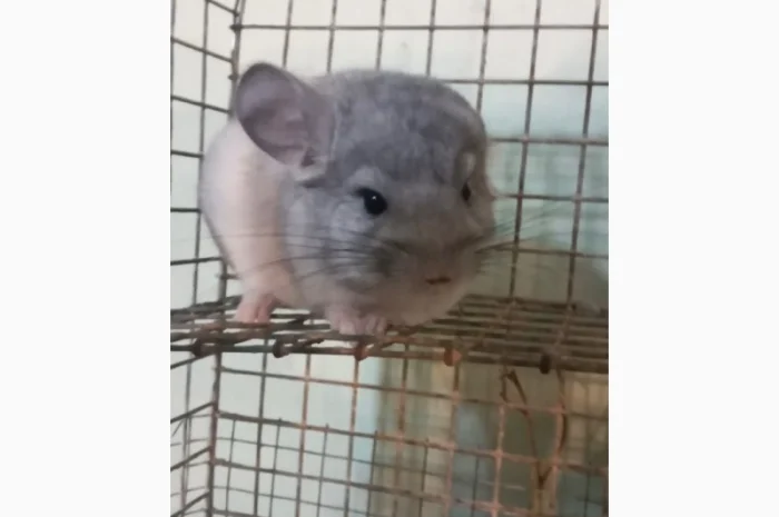 Продам шиншилл разного возраста и окраса, консультации. Возможен опт- фото № 1