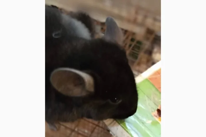 Продам шиншилл разного возраста и окраса, консультации. Возможен опт- фото № 2