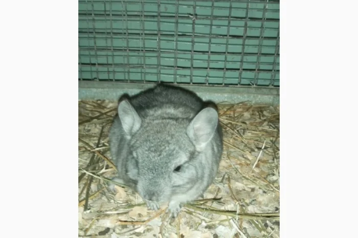 Продам шиншилл разного возраста и окраса, консультации. Возможен опт- фото № 3