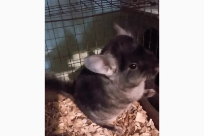 Продам шиншилл разного возраста и окраса, консультации. Возможен опт- фото № 4