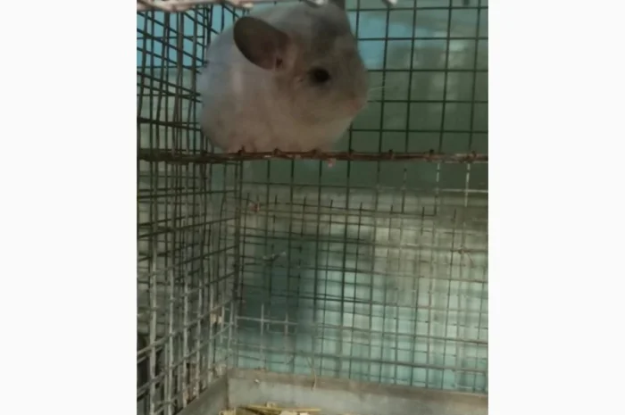 Продам шиншилл разного возраста и окраса, консультации. Возможен опт- фото № 5