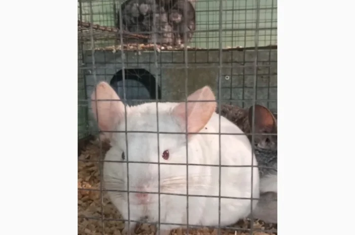 Продам шиншилл разного возраста и окраса, консультации. Возможен опт- фото № 6