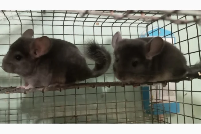 Продам шиншилл разного возраста и окраса, консультации. Возможен опт- фото № 7