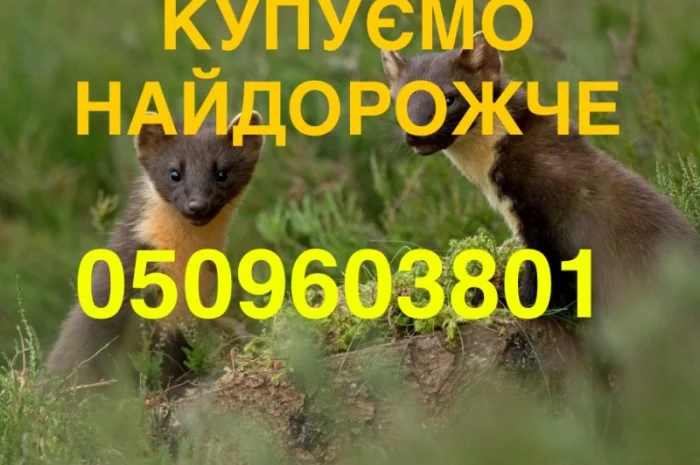 Купуємо куницю та сухого бобра НАЙДОРОЖЧЕ В УКРАЇНІ- фото № 1