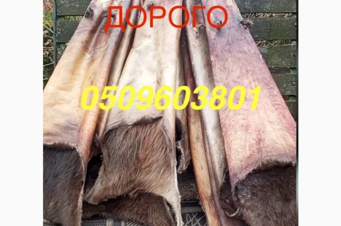 Купуємо куницю та сухого бобра НАЙДОРОЖЧЕ В УКРАЇНІ- фото № 2