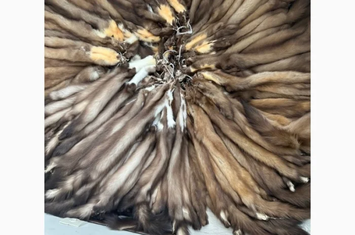 Куплю куницю ДОРОГО- фото № 1