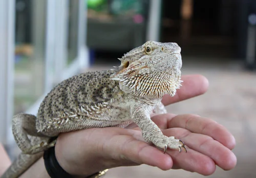 Ручные питомцы на аренду. Экзотические животные- фото № 1