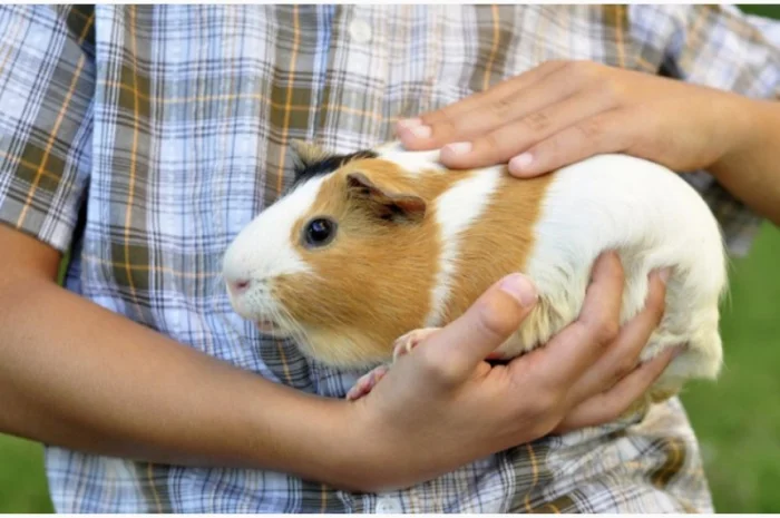 Ручные питомцы на аренду. Экзотические животные- фото № 2