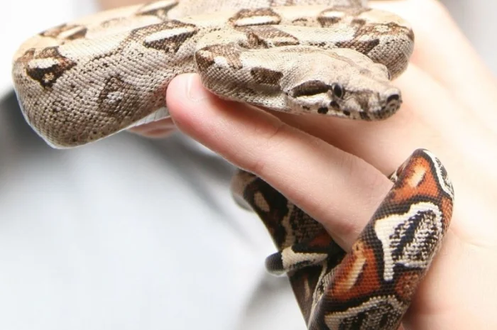 Ручные питомцы на аренду. Экзотические животные- фото № 3