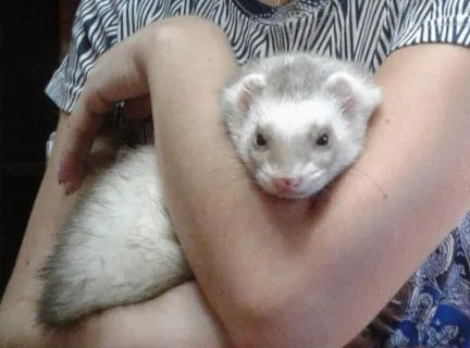 Ручные питомцы на аренду. Экзотические животные- фото № 4