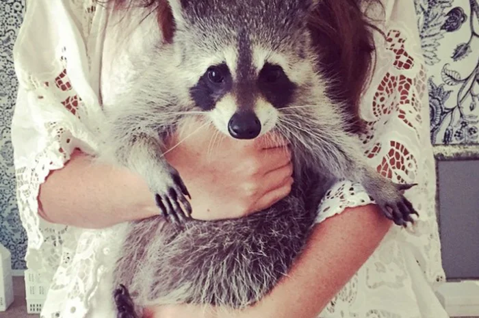 Ручные питомцы на аренду. Экзотические животные- фото № 6